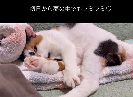 横になってふみふみする猫