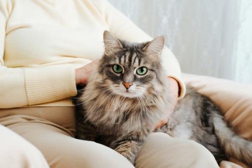 飼い主の足の上に乗る猫