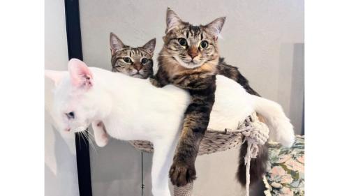 室内にいる猫