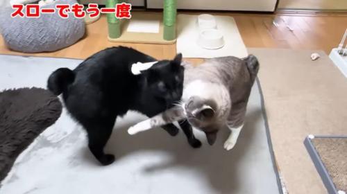 リオ君にジャンプ