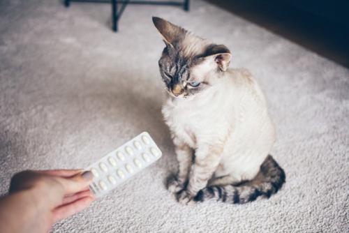 薬を提供される猫