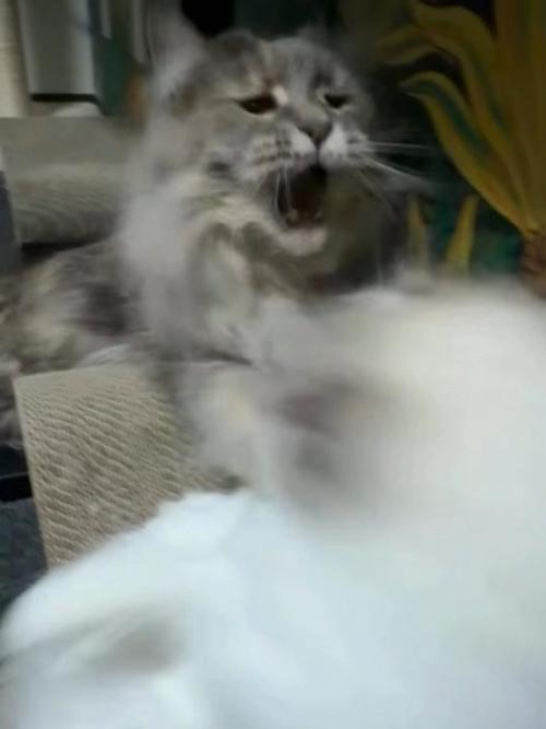 猫パンチする猫
