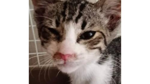 ケージにいる猫