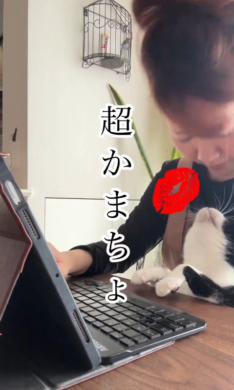 人の膝の上に乗っている猫