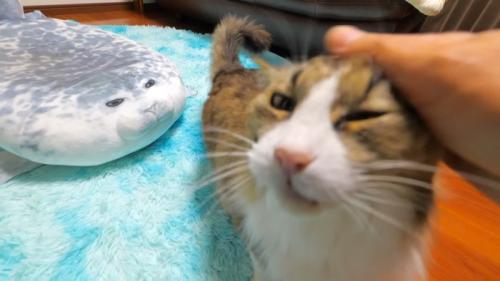 頭をなでなで