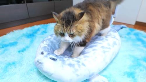 ふみふみのアップ