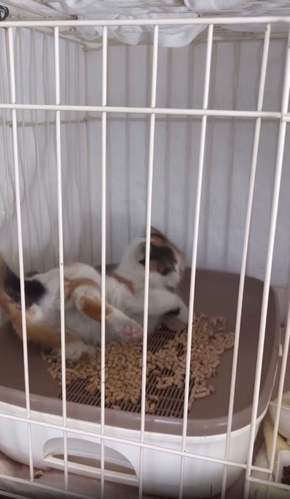 トイレで転倒する猫