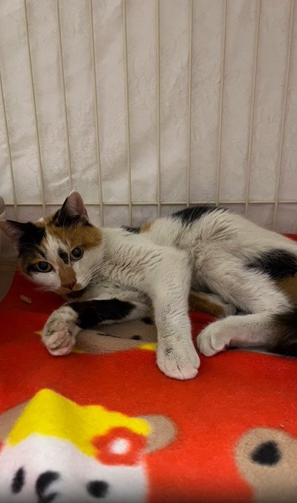 横たわる猫