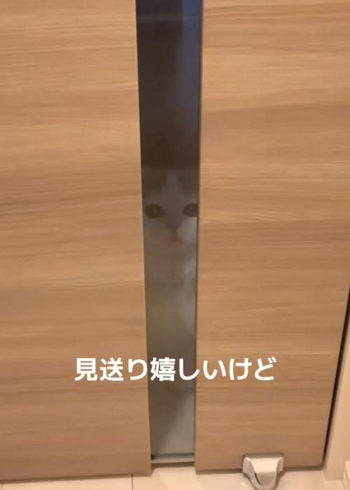 佇む猫