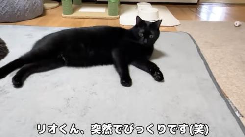 固まるリオ君