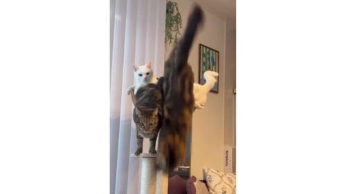 キャットタワーにいる猫