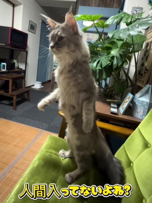 立ち上がる猫