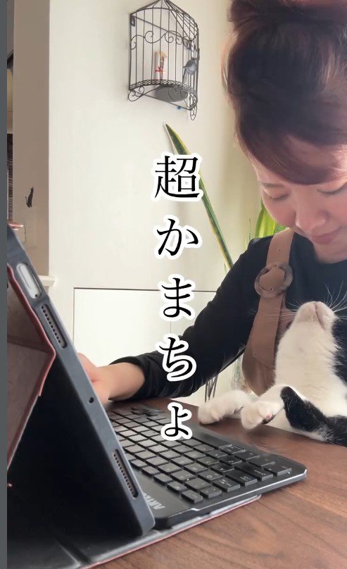 人の膝の上に乗っている猫
