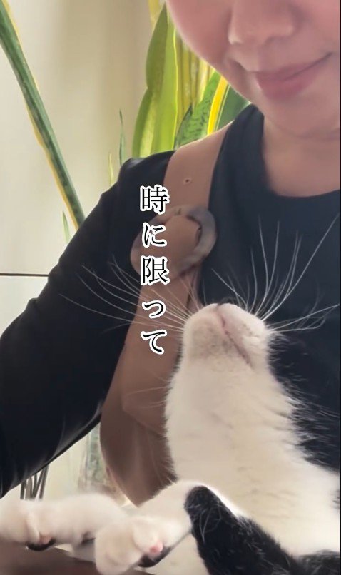 人の膝の上に乗っている猫