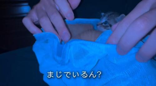 ネットから顔を出す子猫