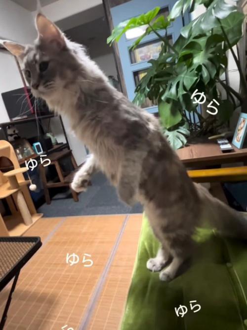 ゆらゆらと立つ猫
