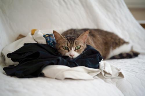 飼い主の服で寝る猫