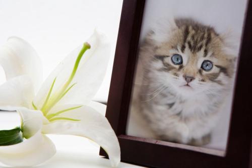 猫の写真とゆりの花