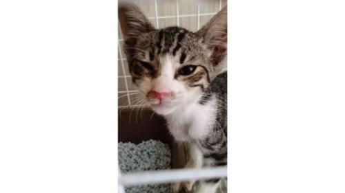 ケージにいる猫