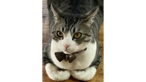 香箱座りしている猫