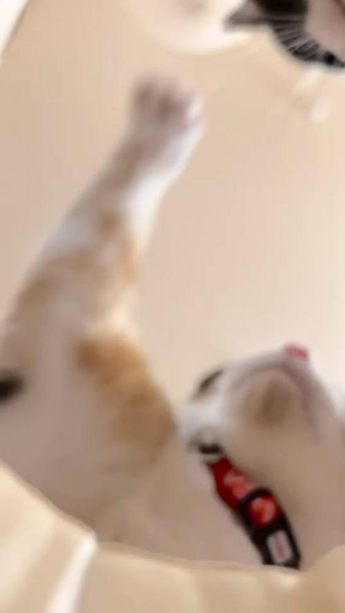 猫パンチする猫