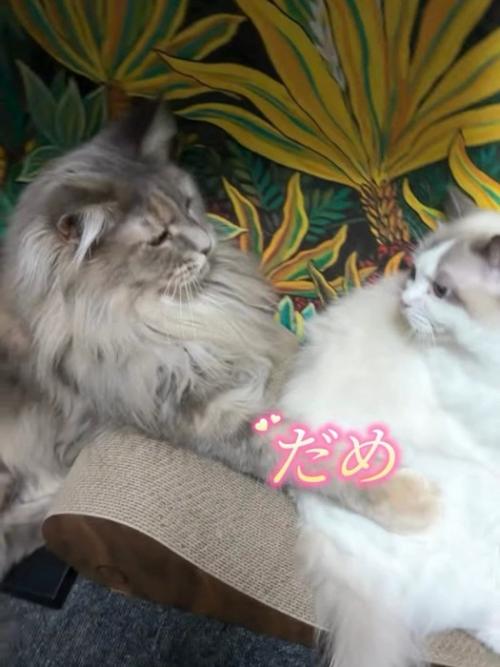 向かい合う2匹の猫