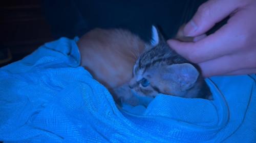 撫でられる子猫