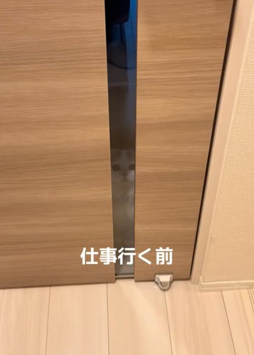 見つめる猫