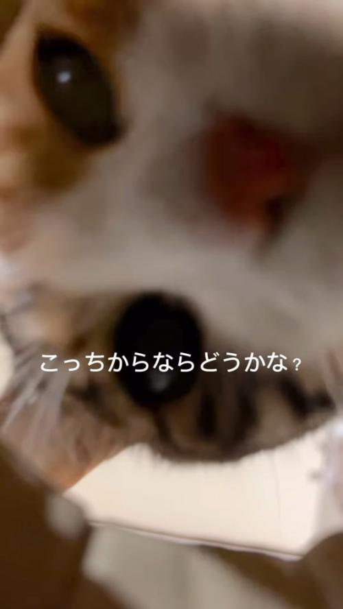 横から顔を出す猫