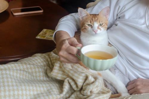 お腹の上でくつろぐ猫