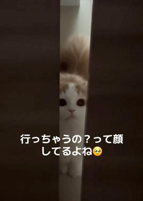 諦めない猫