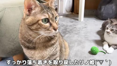 ボール遊びを楽しむリノ姫