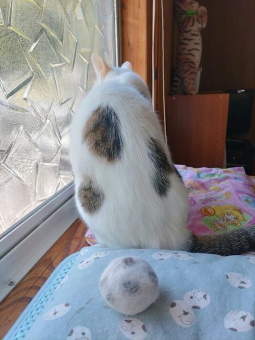 猫の背中