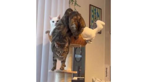キャットタワーにいる猫