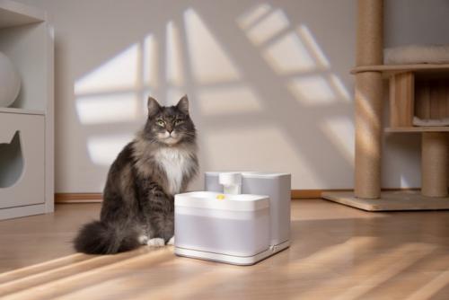 自動給水機と並ぶ猫