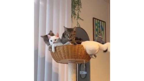 キャットタワーにいる猫
