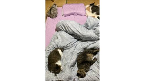布団に集まる猫