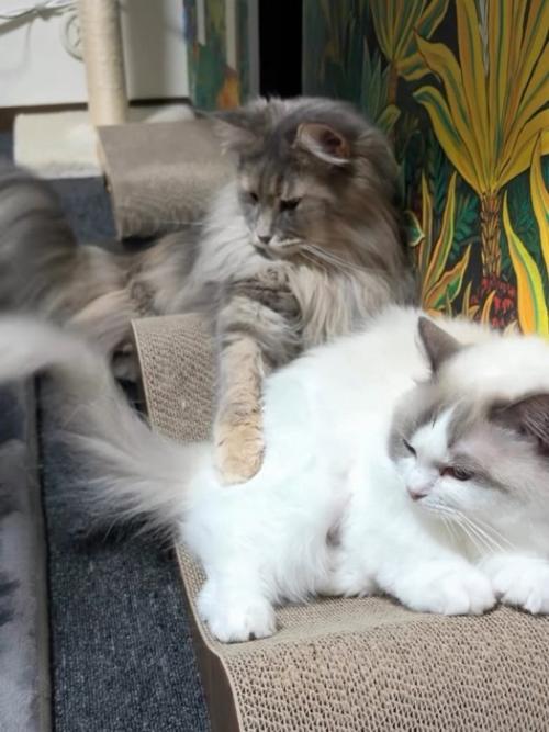 並んで横になる猫