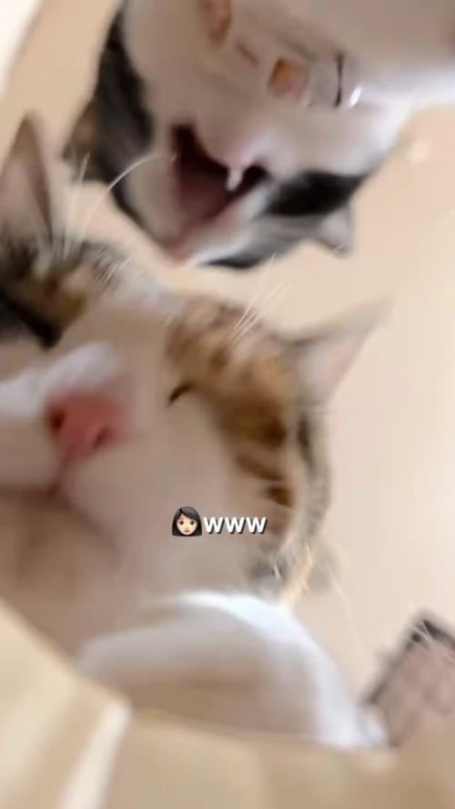 噛もうとする猫