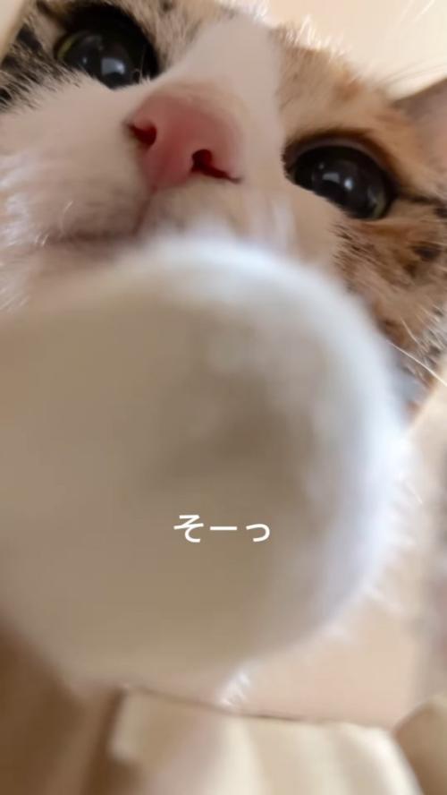 前足を伸ばす猫