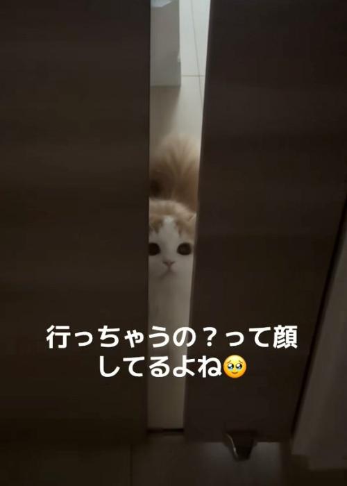 寂しがる猫