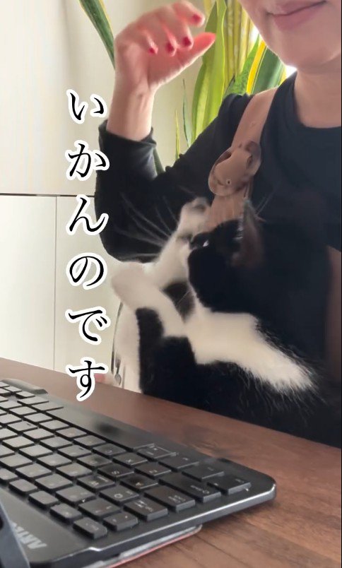 人の膝の上に乗っている猫