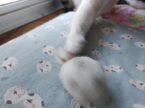 猫の前足