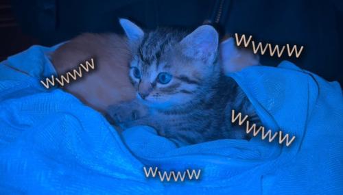 前を見つめる子猫2