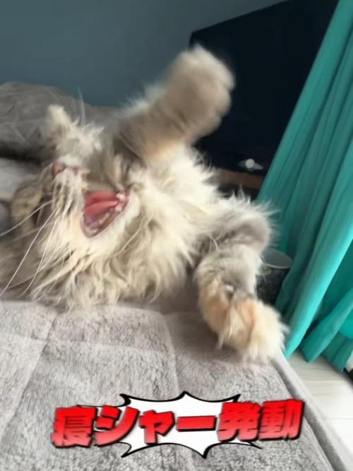 威嚇する猫