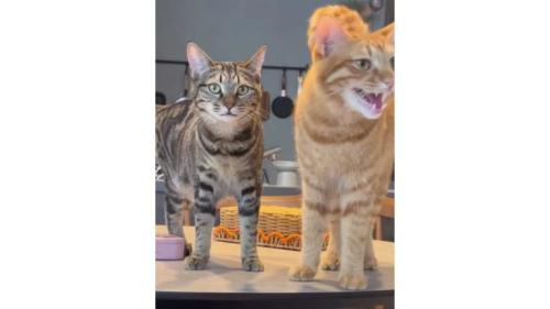 室内にいる猫