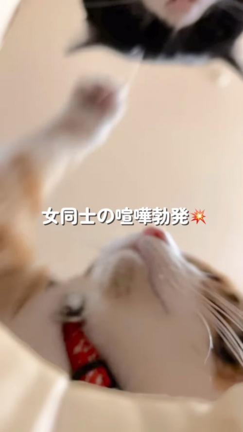 ハチワレ猫に猫パンチする猫