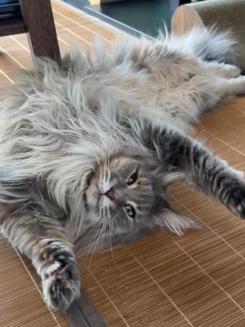仰向けで寝ている猫