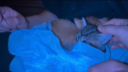 後ろに隠れる茶トラの子猫