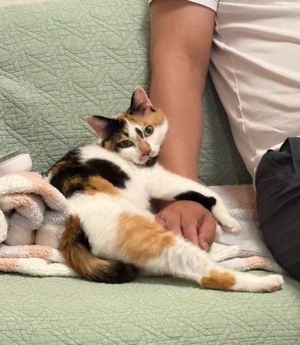 手に抱きつく猫